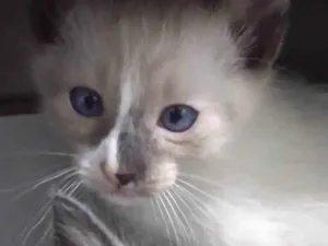 Gato raça Siamês idade Abaixo de 2 meses nome Sem nomes