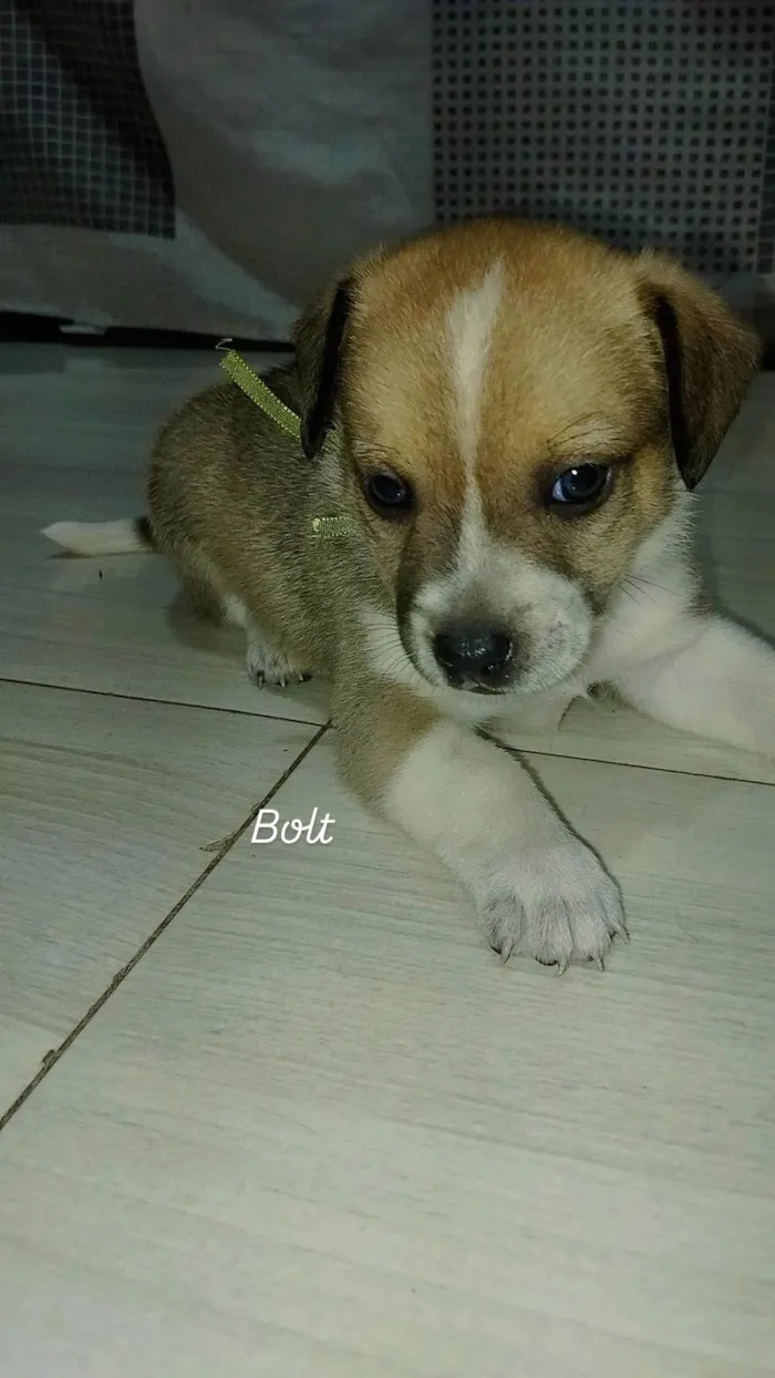 Cachorro ra a SRD-ViraLata idade Abaixo de 2 meses nome BOLT