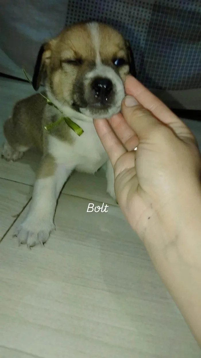 Cachorro ra a SRD-ViraLata idade Abaixo de 2 meses nome BOLT