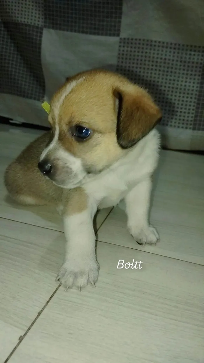 Cachorro ra a SRD-ViraLata idade Abaixo de 2 meses nome BOLT