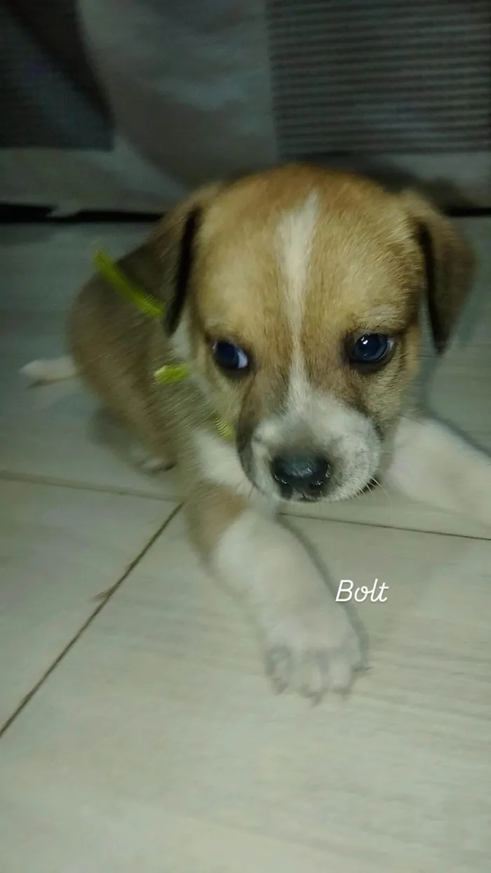 Cachorro ra a SRD-ViraLata idade Abaixo de 2 meses nome BOLT