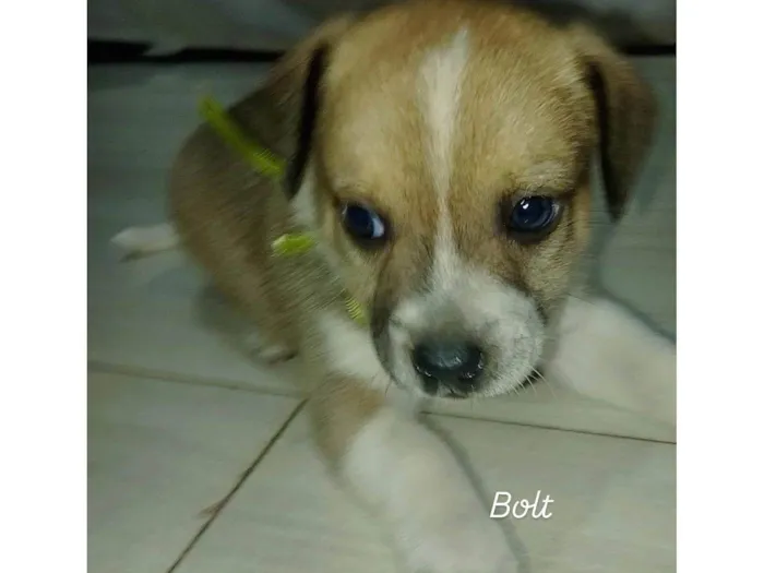 Cachorro ra a SRD-ViraLata idade Abaixo de 2 meses nome BOLT