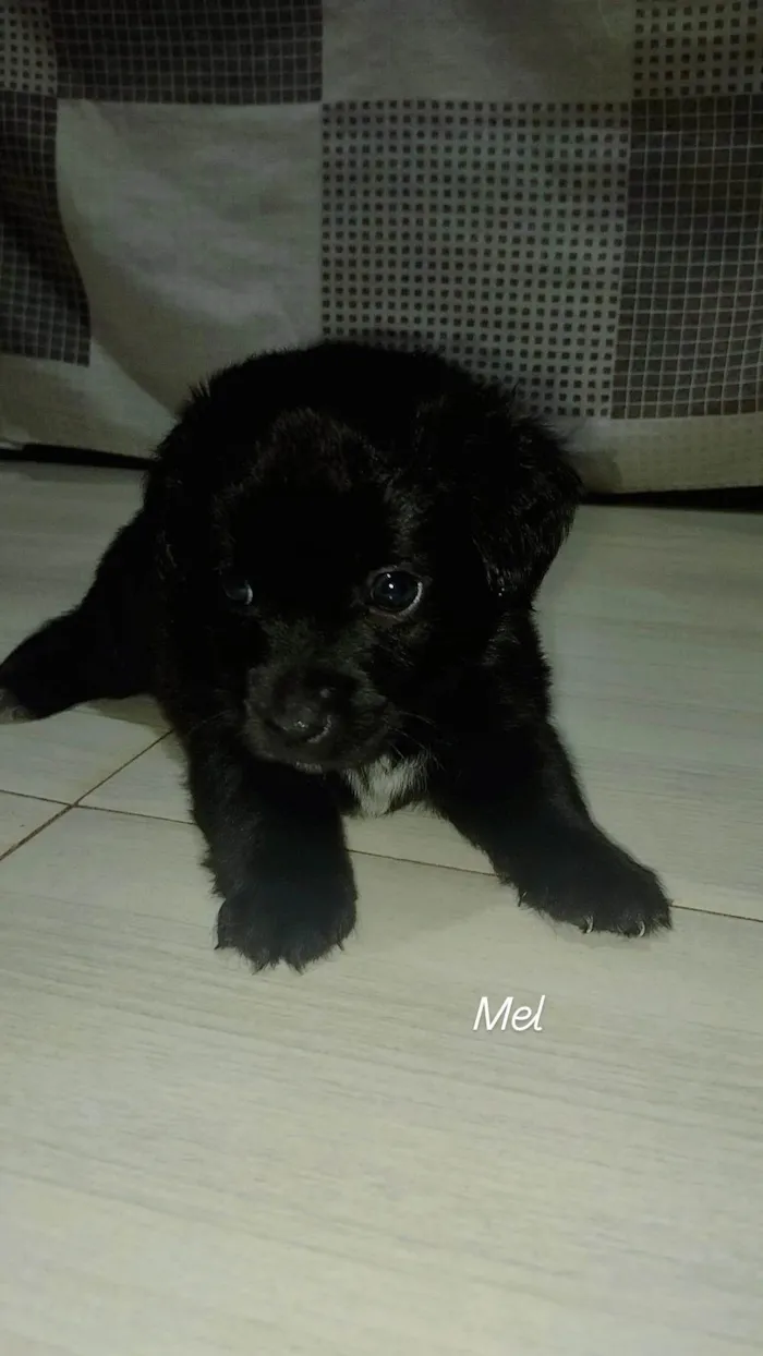 Cachorro ra a SRD-ViraLata idade Abaixo de 2 meses nome Mel