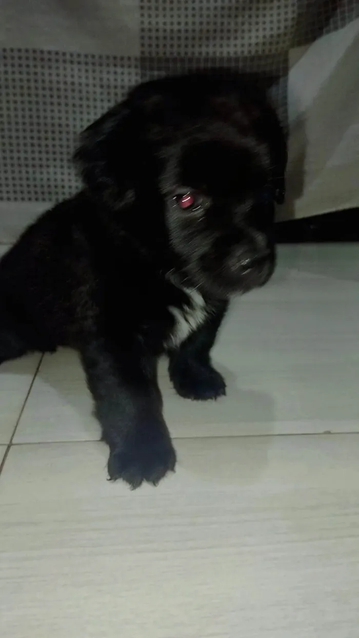 Cachorro ra a SRD-ViraLata idade Abaixo de 2 meses nome Mel