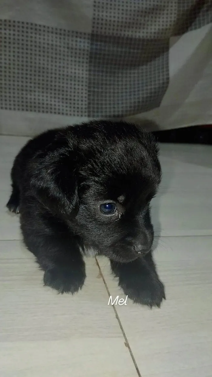 Cachorro ra a SRD-ViraLata idade Abaixo de 2 meses nome Mel