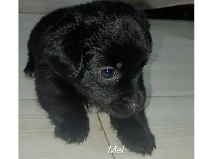 Cachorro ra a SRD-ViraLata idade Abaixo de 2 meses nome Mel