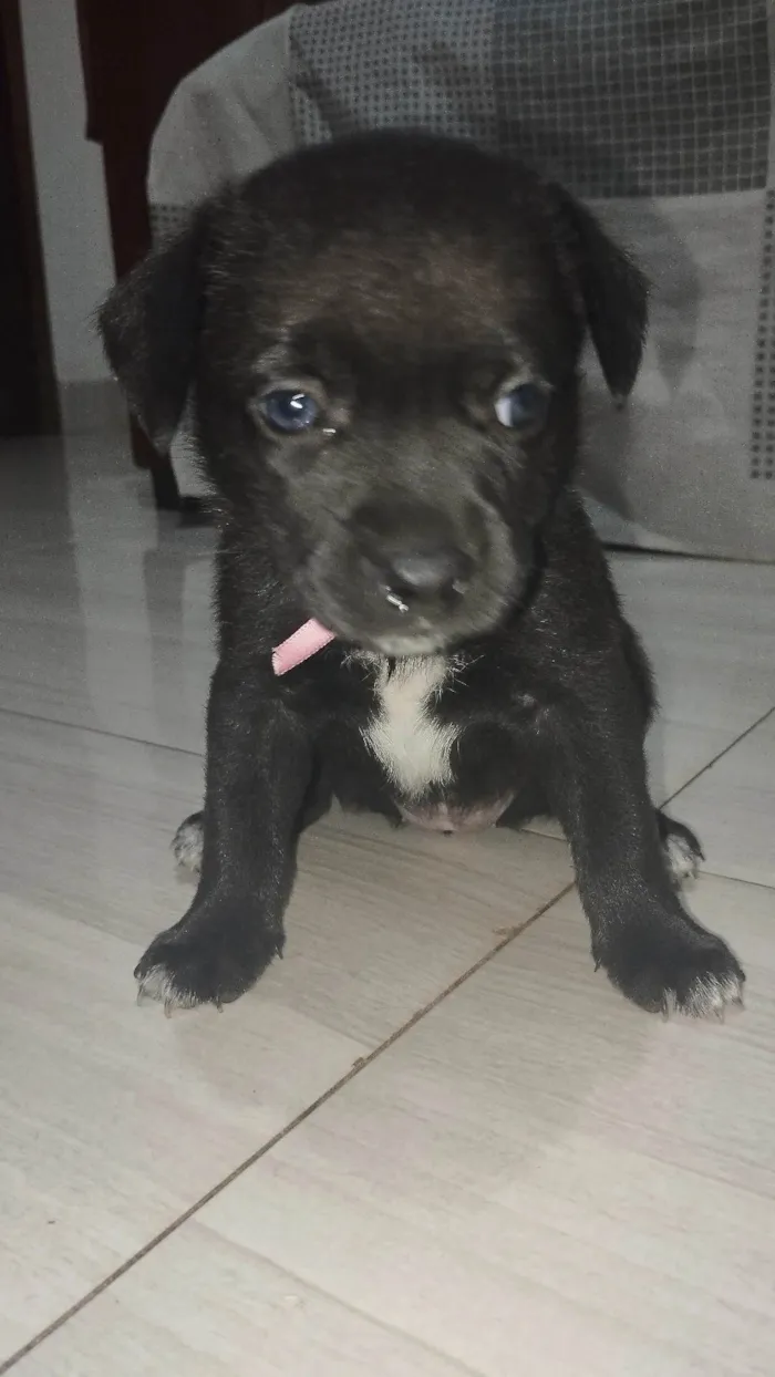 Cachorro ra a SRD-ViraLata idade Abaixo de 2 meses nome Estrela  