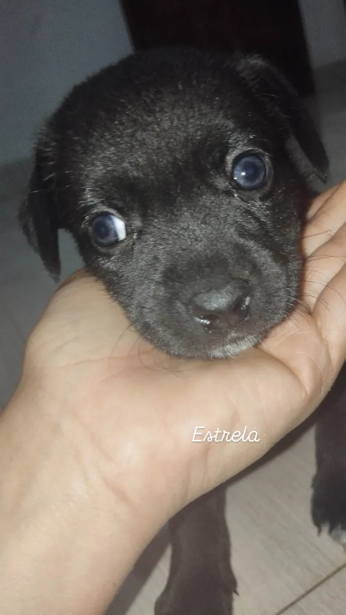 Cachorro ra a SRD-ViraLata idade Abaixo de 2 meses nome Estrela  