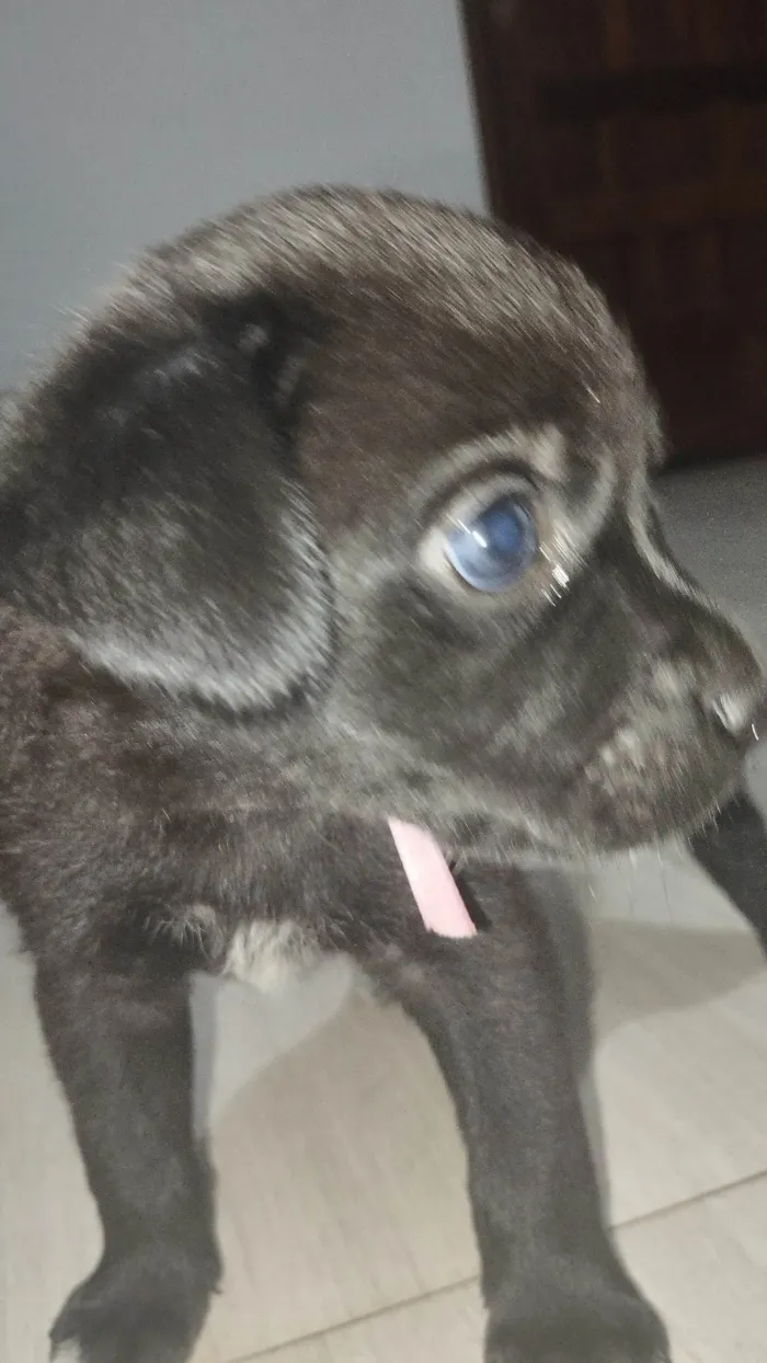 Cachorro ra a SRD-ViraLata idade Abaixo de 2 meses nome Estrela  