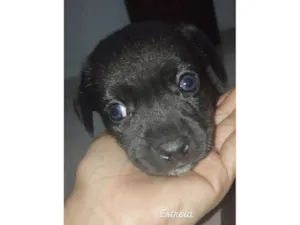 Cachorro raça SRD-ViraLata idade Abaixo de 2 meses nome Estrela  