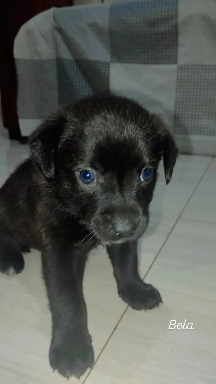 Cachorro ra a SRD-ViraLata idade Abaixo de 2 meses nome Bela