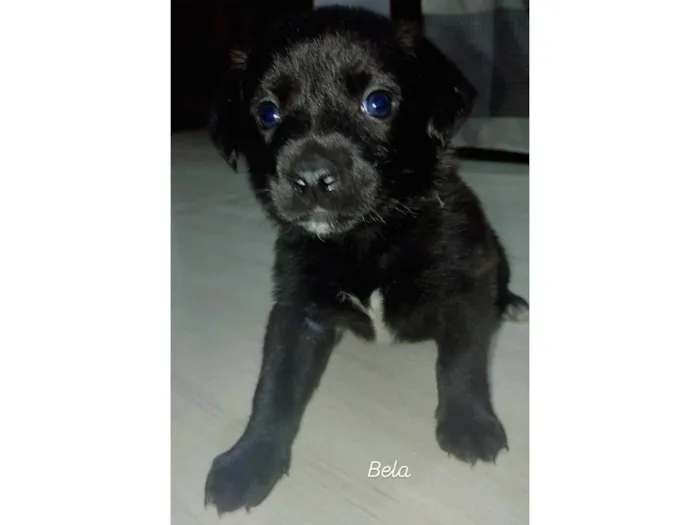 Cachorro ra a SRD-ViraLata idade Abaixo de 2 meses nome Bela