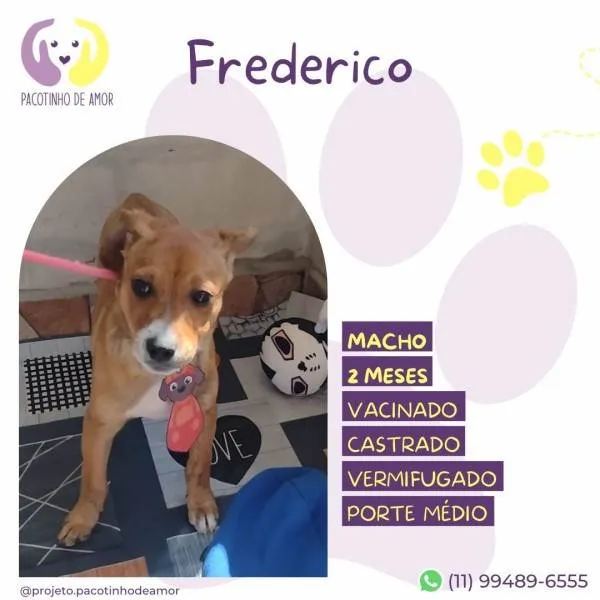 Cachorro ra a SRD-ViraLata idade 2 a 6 meses nome Frederico