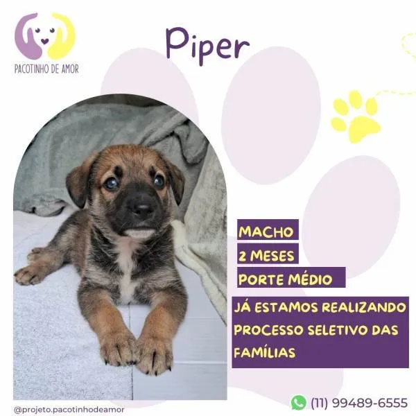 Cachorro ra a SRD-ViraLata idade 2 a 6 meses nome Piper