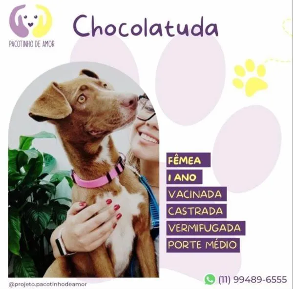 Cachorro ra a SRD-ViraLata idade 1 ano nome Chocolatuda