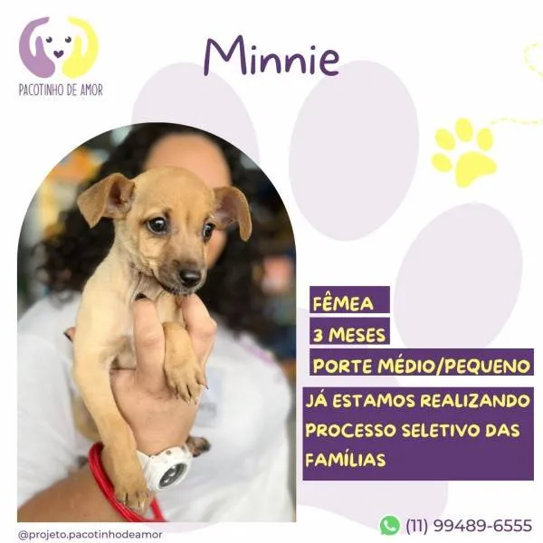 Cachorro ra a SRD-ViraLata idade 2 a 6 meses nome Minnie