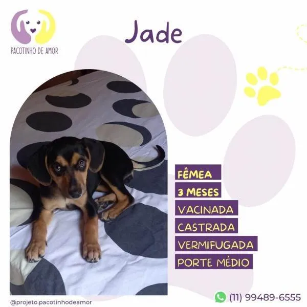 Cachorro ra a SRD-ViraLata idade 1 ano nome Jade