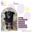 Suzi