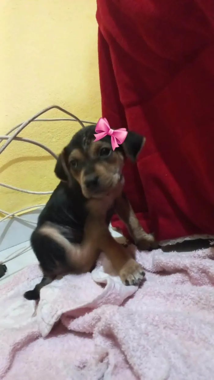 Cachorro ra a SRD-ViraLata idade Abaixo de 2 meses nome Sem nome 