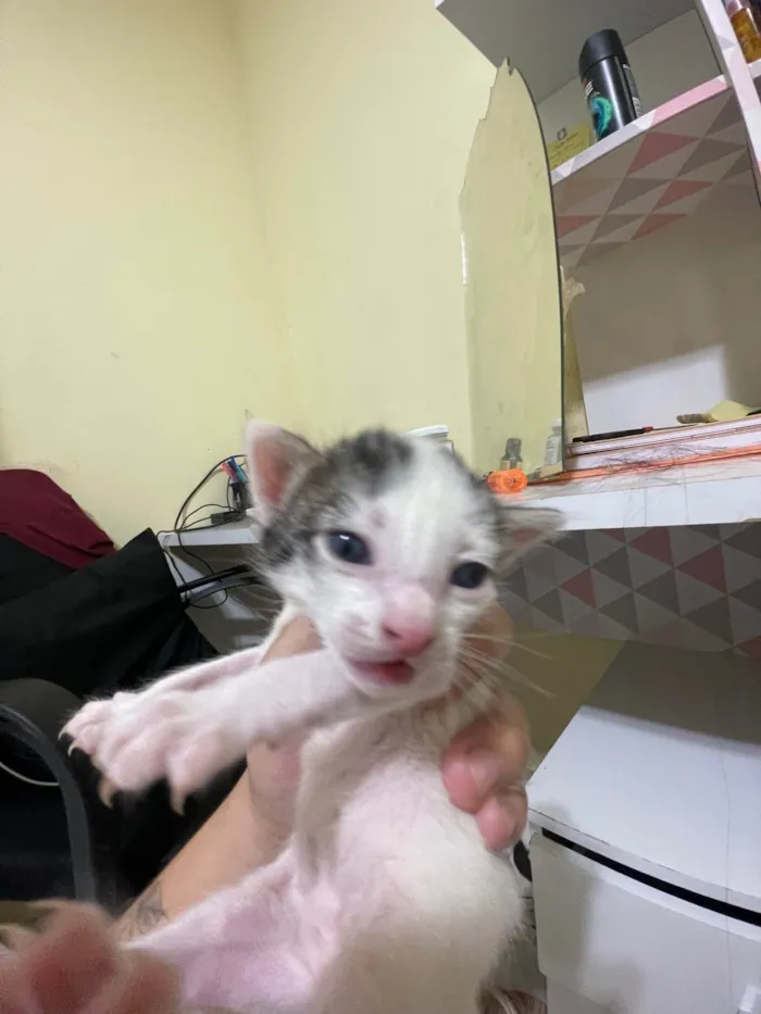 Gato ra a SRD-ViraLata idade 2 a 6 meses nome Gata