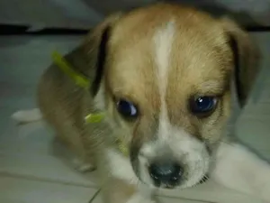 Cachorro raça SRD-ViraLata idade Abaixo de 2 meses nome BOLT