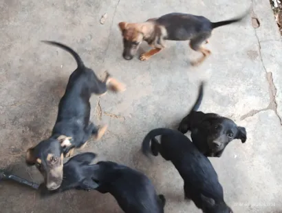 Cachorro raça SRD-ViraLata idade 2 a 6 meses nome Não tem nome