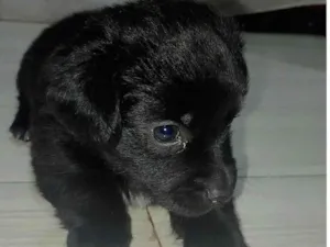 Cachorro raça SRD-ViraLata idade Abaixo de 2 meses nome Mel