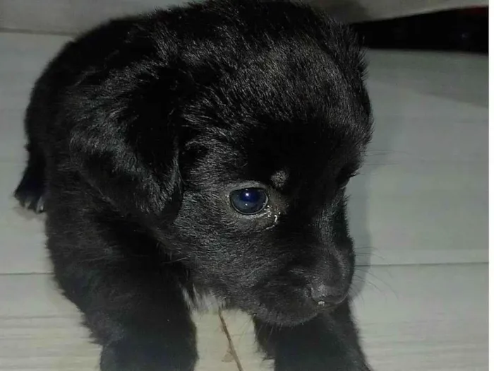 Cachorro ra a SRD-ViraLata idade Abaixo de 2 meses nome Mel