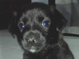 Cachorro raça SRD-ViraLata idade Abaixo de 2 meses nome Bela