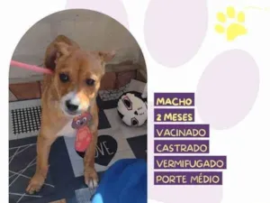 Cachorro raça SRD-ViraLata idade 2 a 6 meses nome Frederico