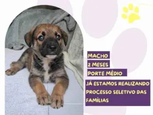 Cachorro raça SRD-ViraLata idade 2 a 6 meses nome Piper