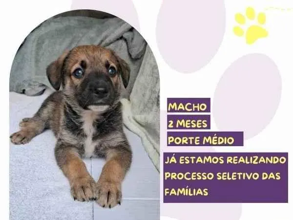 Cachorro ra a SRD-ViraLata idade 2 a 6 meses nome Piper