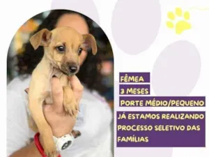 Cachorro raça SRD-ViraLata idade 2 a 6 meses nome Minnie