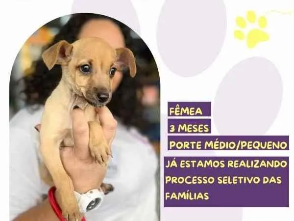 Cachorro ra a SRD-ViraLata idade 2 a 6 meses nome Minnie