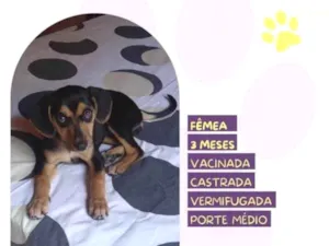 Cachorro raça SRD-ViraLata idade 1 ano nome Jade