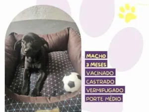 Cachorro raça SRD-ViraLata idade 2 a 6 meses nome Joe