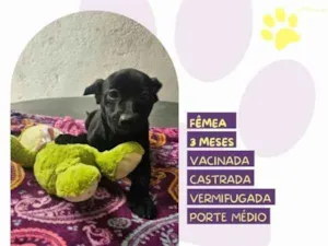 Cachorro raça SRD-ViraLata idade 2 a 6 meses nome Leslie