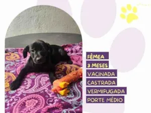 Cachorro raça SRD-ViraLata idade 2 a 6 meses nome Donna