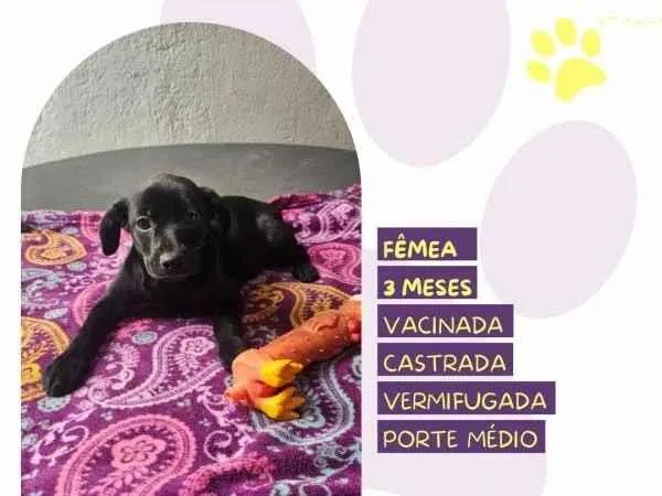 Cachorro ra a SRD-ViraLata idade 2 a 6 meses nome Donna