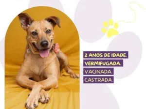 Cachorro raça SRD-ViraLata idade 1 ano nome Caramela