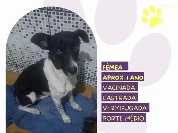 Cachorro ra a SRD-ViraLata idade 1 ano nome Matilda