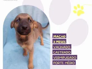 Cachorro raça SRD-ViraLata idade 2 a 6 meses nome Eddie