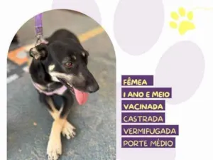 Cachorro raça SRD-ViraLata idade 1 ano nome Duquesa