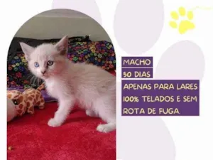 Gato raça SRD-ViraLata idade 2 a 6 meses nome Sparks