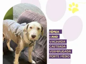 Cachorro raça SRD-ViraLata idade 1 ano nome Branca