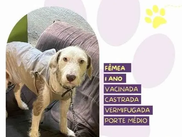 Cachorro ra a SRD-ViraLata idade 1 ano nome Branca