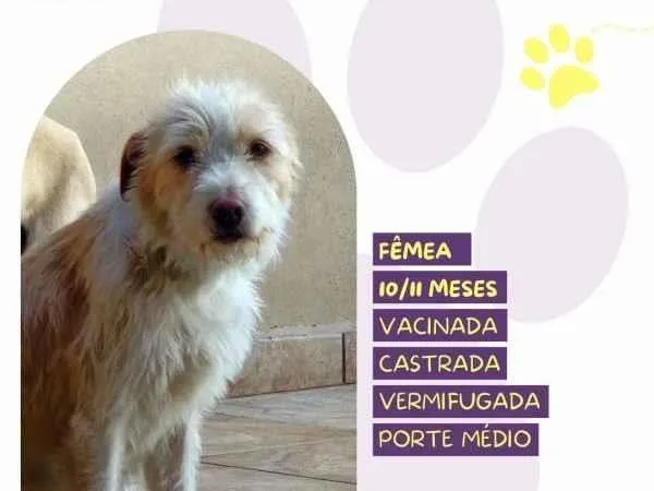 Cachorro ra a SRD-ViraLata idade 1 ano nome Tina