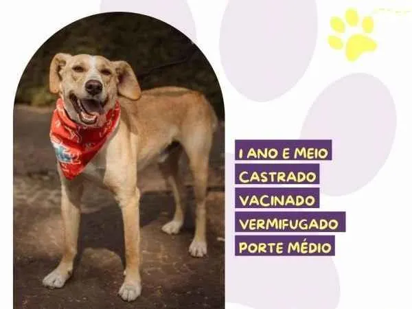 Cachorro ra a SRD-ViraLata idade 2 a 6 meses nome Lyon