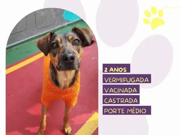 Cachorro ra a SRD-ViraLata idade 1 ano nome Maraisa