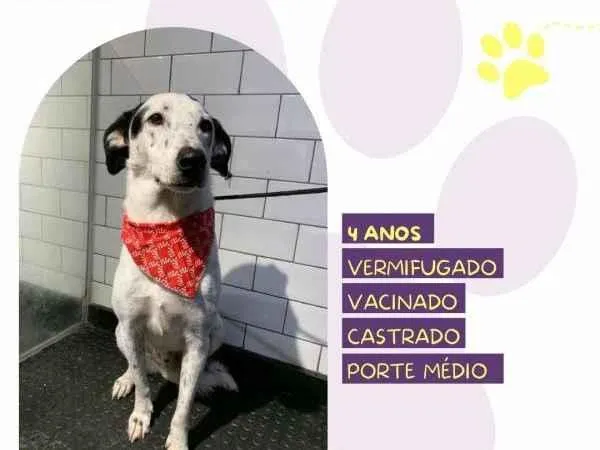 Cachorro ra a SRD-ViraLata idade 1 ano nome Milk